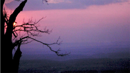 sunset over the Appalachian Mountains with a tree in the foreground.